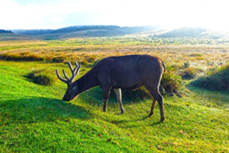 Hortan Plains02