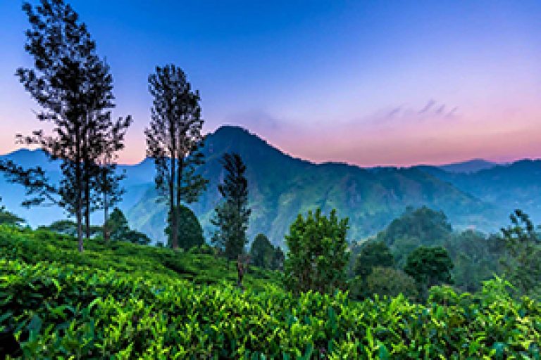 Nuwaraeliya1