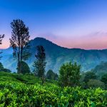 Sri Lanka’s Breathtaking Wildlife and Eco-Tourism Opportunities