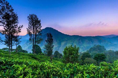 Sri Lanka’s Breathtaking Wildlife and Eco-Tourism Opportunities