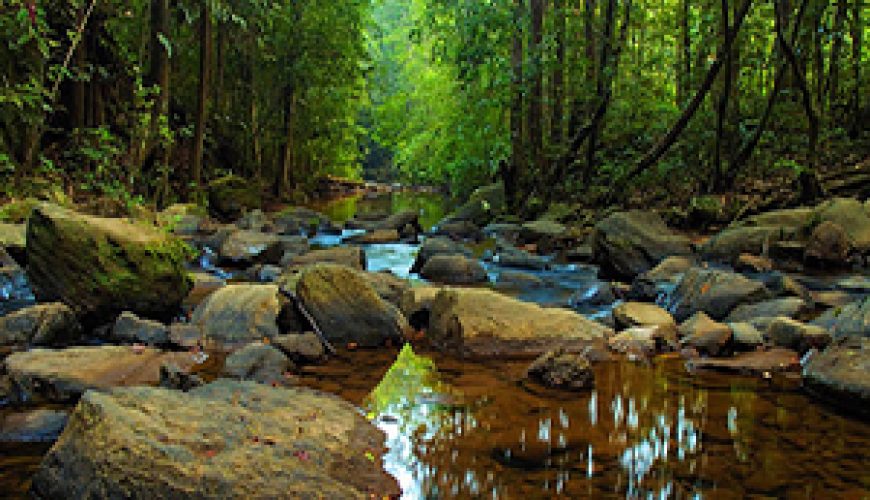 Sinharaja Rain Forest