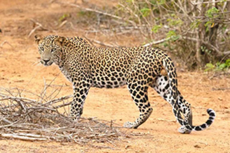 Udawalawa2