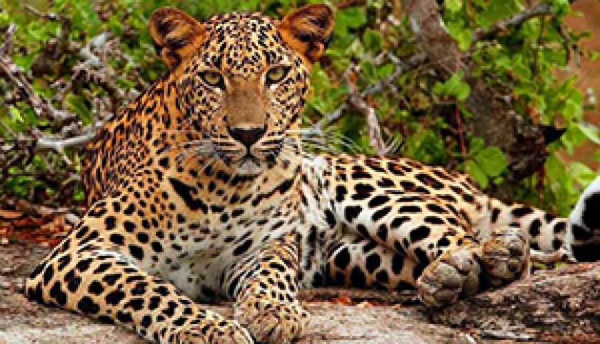 Yala National Park