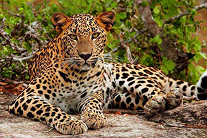 Yala National Park