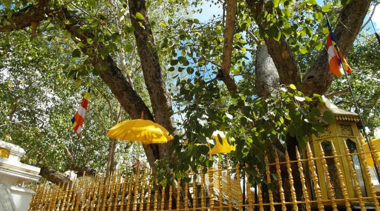 bodhi-bo-tree