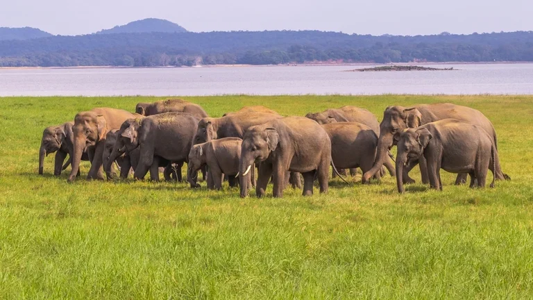 outlooktraveller_2024-01_e59903f1-7b8b-45f6-a382-3ae9b0ee95aa_yala_national_park2